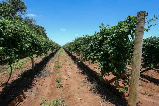 agro-seguro-rural-2-1024&#215;683-3