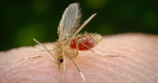 20210708_mosquitopalha