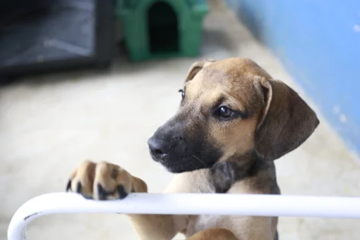 cachorro-canil-guaruja-1536&#215;1024-1