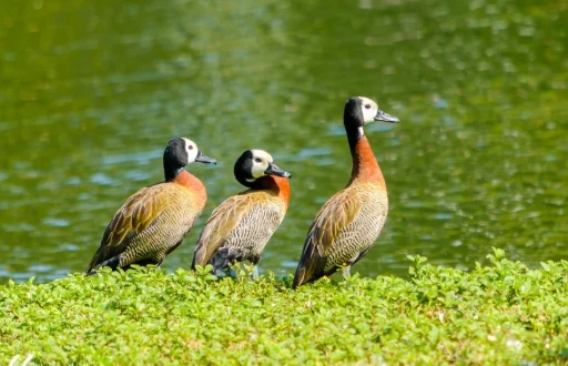 ney-matsumura-ibirapuera