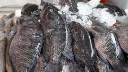 tilapia