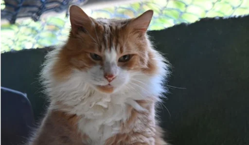 adocao-de-gatos
