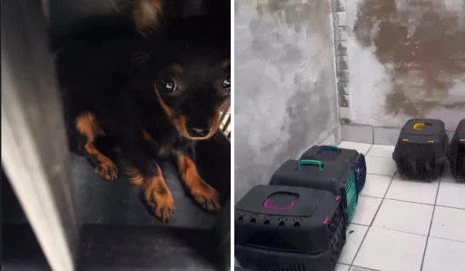 cachorros-maus-tratos